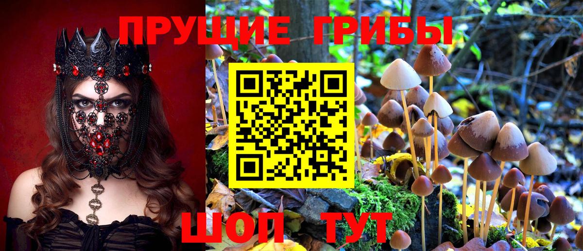 Ивантеевка  купить закладку  Псилоцибиновые грибы GOLDEN TEACHER  Вход с VPN  Галлюциногенные грибы Magic Shrooms 